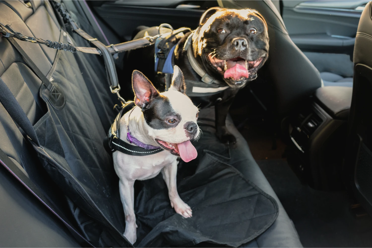 Hyundai Sonata Dog Car Seat Belt for Labrador Retrievers