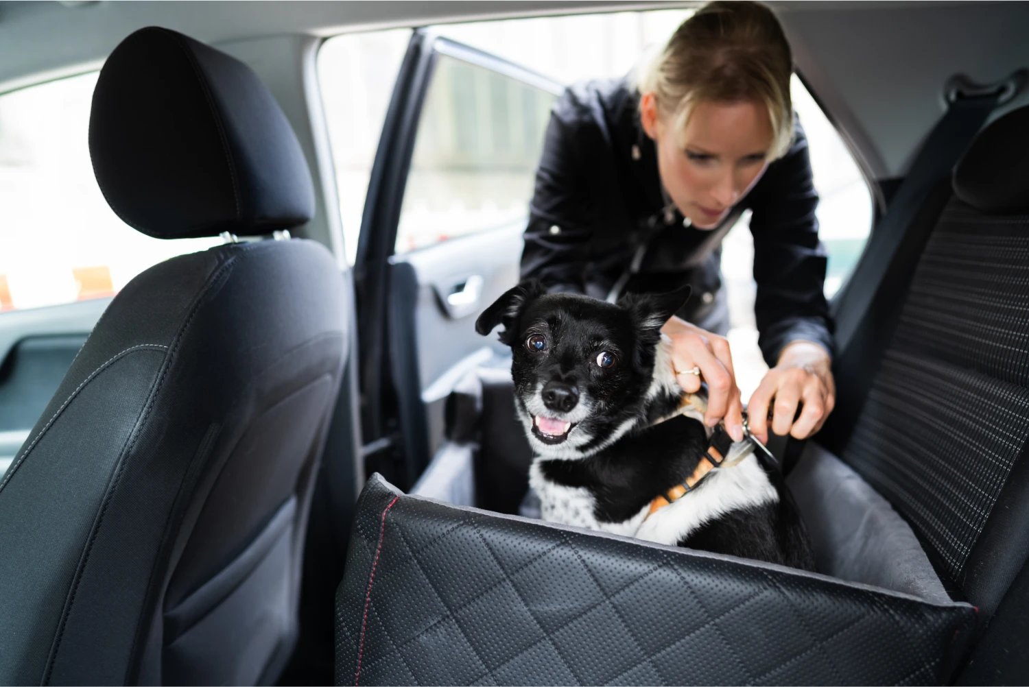 Weimaraners  Dog Safety Belt for BMW 3 Series