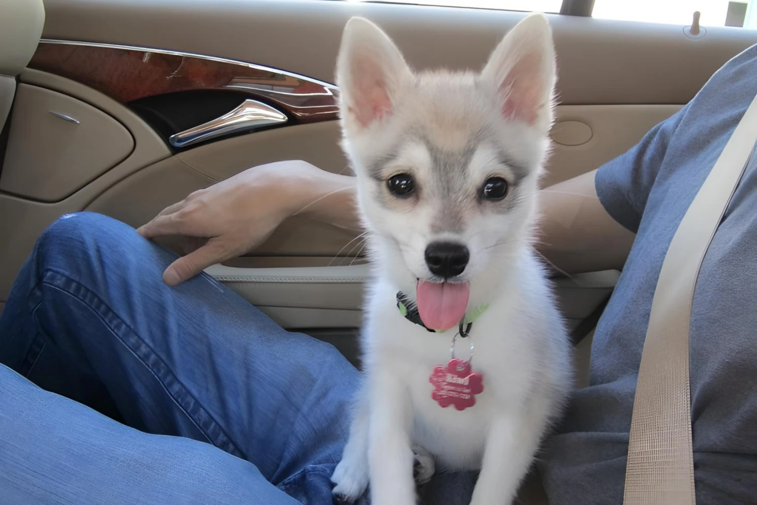 Hyundai Sonata Dog Carrier Car Seat for Alaskan Klee Kai