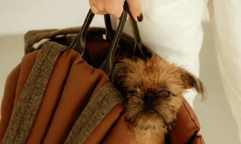 Dog Carrier Purse for Brussels Griffon